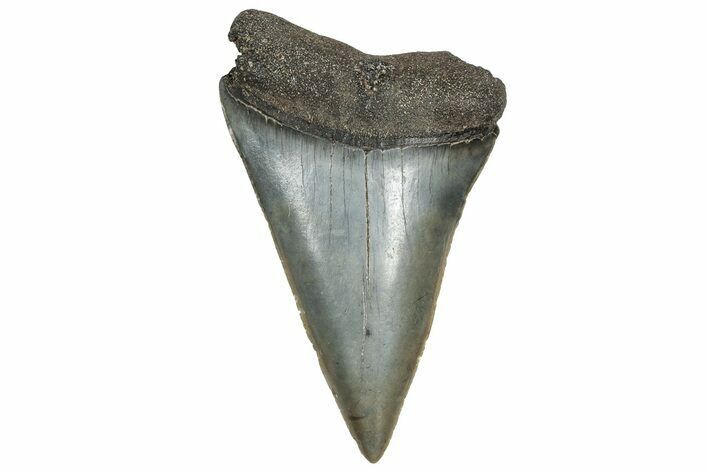 Fossil Broad-Toothed Mako Tooth - South Carolina #328961